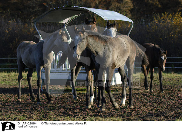 herd of horses / AP-02064