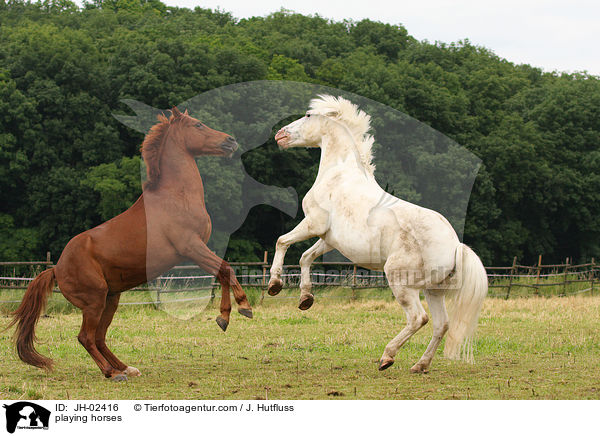 spielende Pferde / playing horses / JH-02416