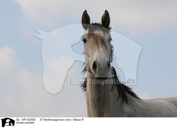 Pferdeportrait / horse portrait / AP-03590