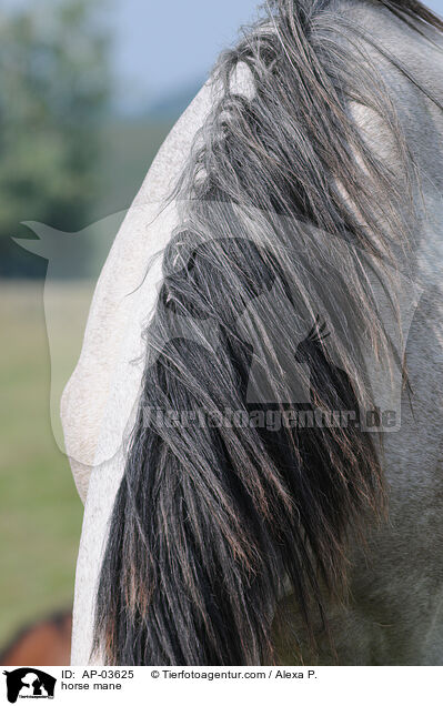 horse mane / AP-03625