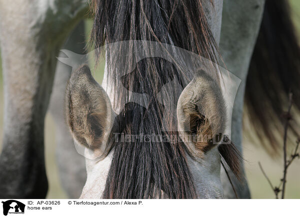 horse ears / AP-03626