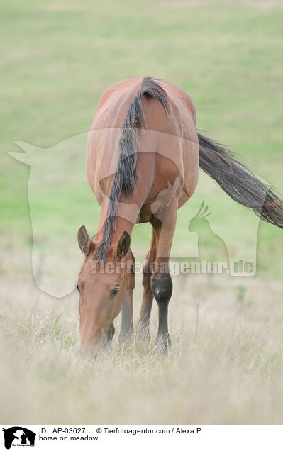 Pferd auf der Weide / horse on meadow / AP-03627