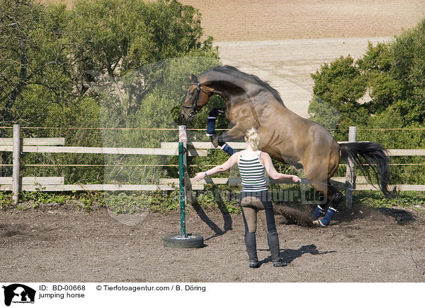Freispringen / jumping horse / BD-00668