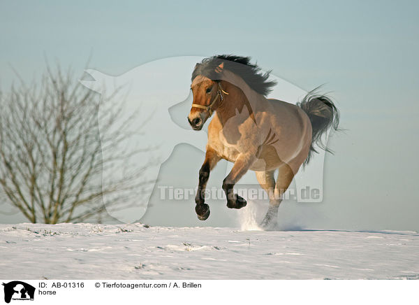 Friese-Fjordpferd-Mischling / horse / AB-01316