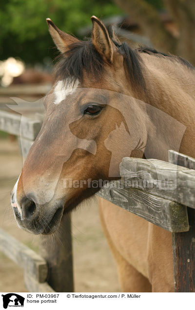 Warmblut Portrait / horse portrait / PM-03967