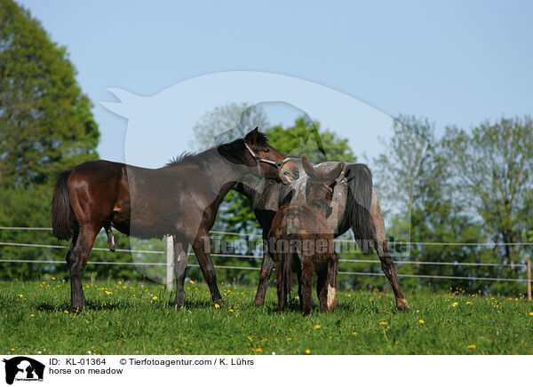 Pferde auf der Weide / horse on meadow / KL-01364