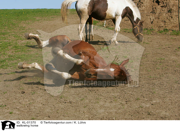 Pferd wlzt sich / wallowing horse / KL-01370