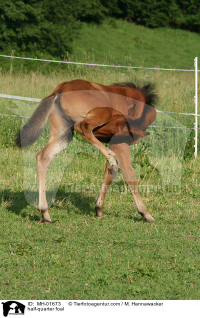 Halb-Quarter Fohlen / half-quarter foal / MH-01673