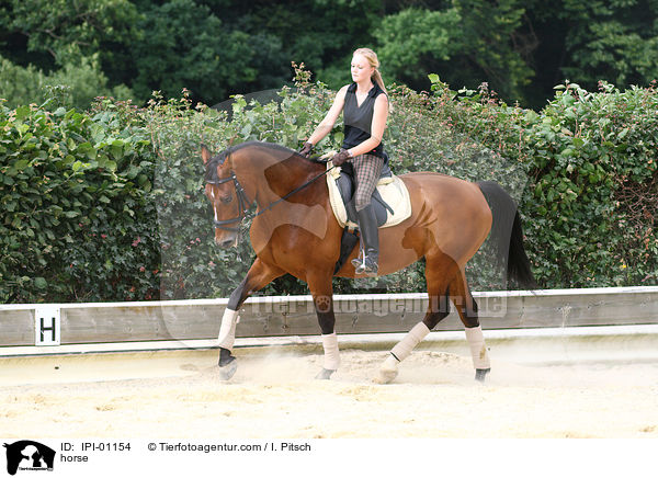 Warmblut / horse / IPI-01154