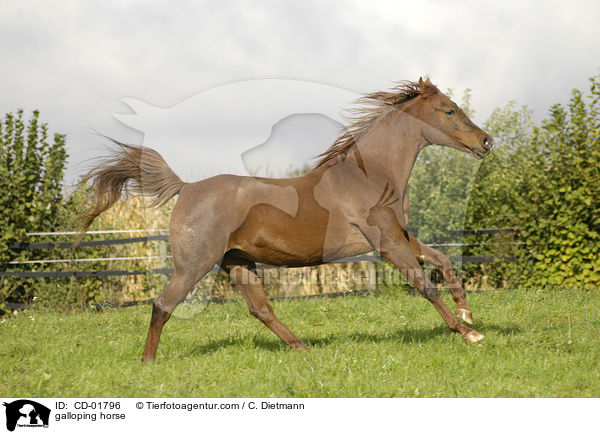 galoppierender Fuchs / galloping horse / CD-01796