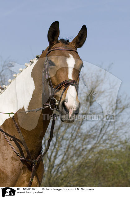 Warmblut Portrait / warmblood portrait / NS-01823