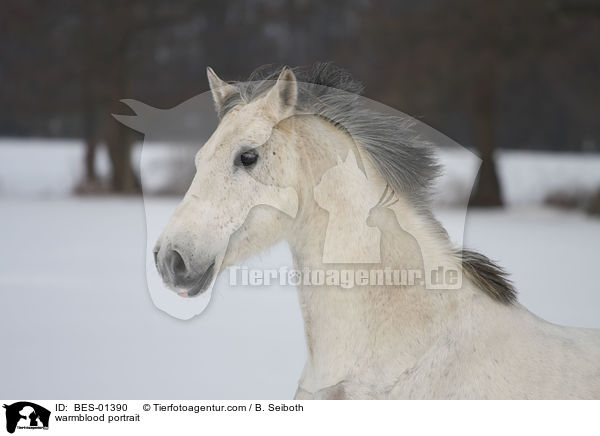 warmblood portrait / BES-01390