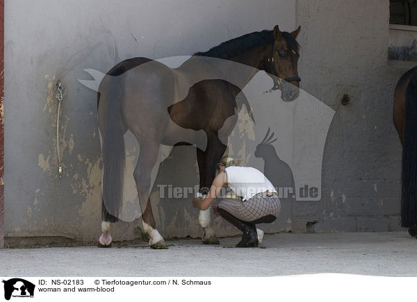 Frau bandagiert Warmblut / woman and warm-blood / NS-02183