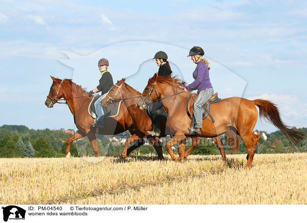 Frauen reiten Warmblter / women rides warmbloods / PM-04540