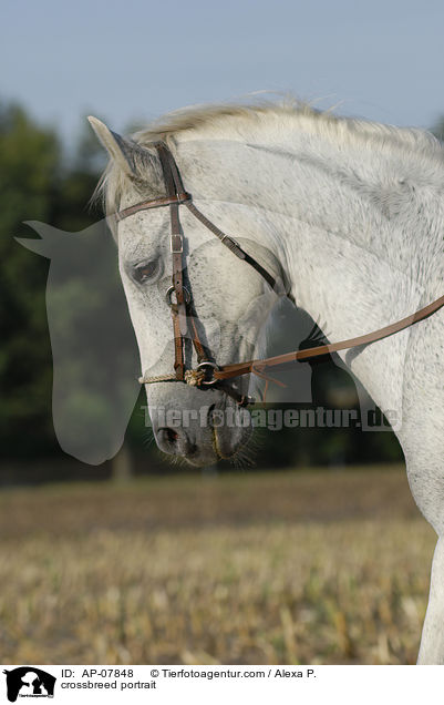 Warmblut-Mix Portrait / crossbreed portrait / AP-07848