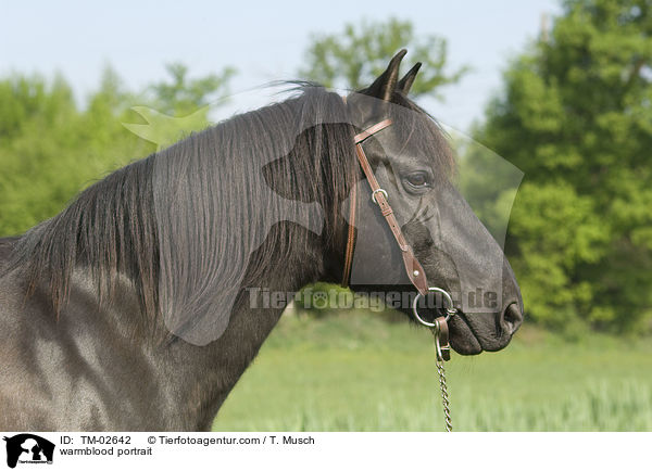 warmblood portrait / TM-02642