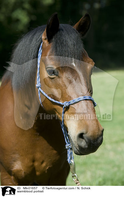 Warmblut Portrait / warmblood portrait / NN-01657