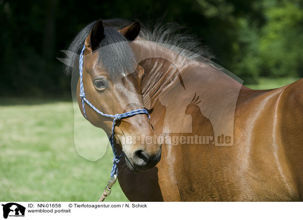 Warmblut Portrait / warmblood portrait / NN-01658