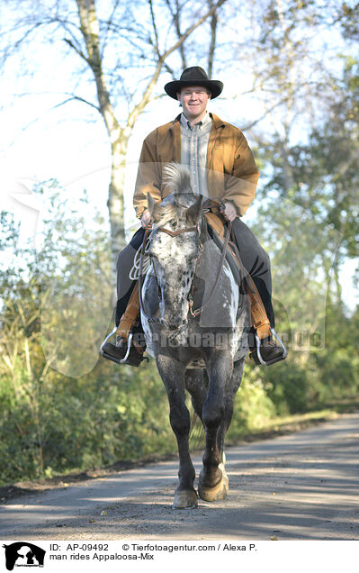 Mann reitet Appaloosa-Mix / man rides Appaloosa-Mix / AP-09492