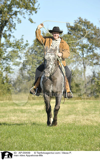 Mann reitet Appaloosa-Mix / man rides Appaloosa-Mix / AP-09499