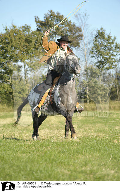 Mann reitet Appaloosa-Mix / man rides Appaloosa-Mix / AP-09501