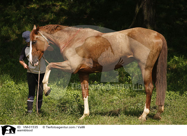 Warmblut / warmblood / VM-01535