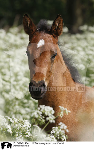 warmblood foal / VM-01584