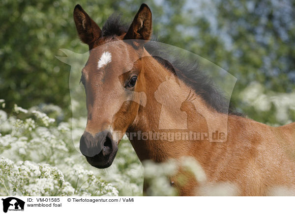 warmblood foal / VM-01585