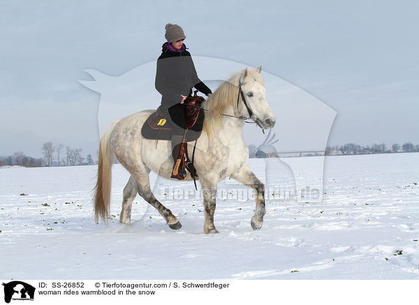 Frau reitet Warmblut / woman rides warmblood / SS-26852