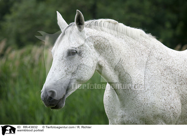 Warmblut Portrait / warmblood portrait / RR-43832