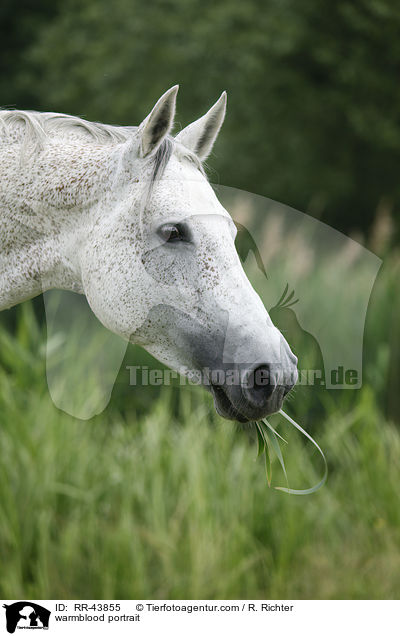 warmblood portrait / RR-43855