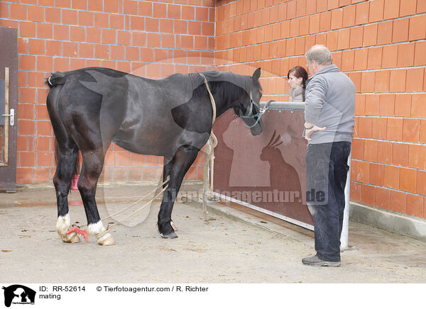 Stute beim Hengst / mating / RR-52614