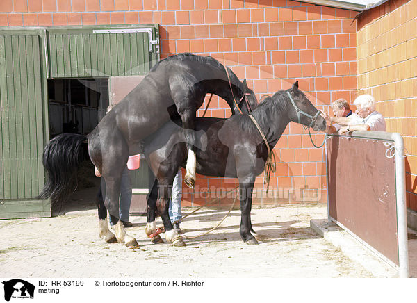 Stute beim Hengst / mating / RR-53199