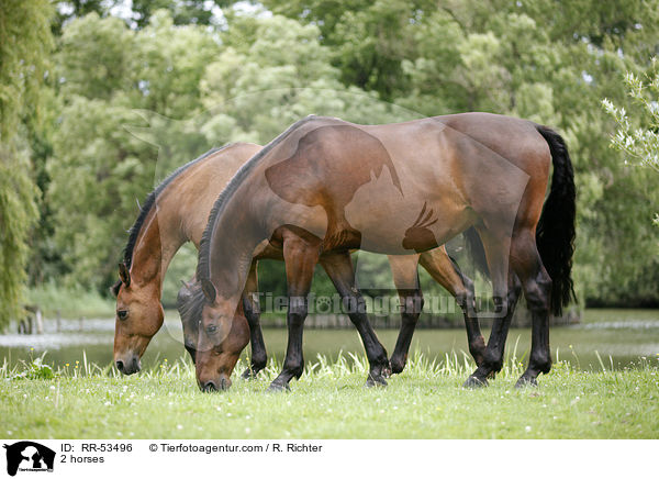 2 Pferde / 2 horses / RR-53496