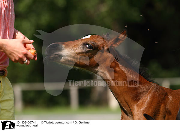 Warmblut Fohlen / warmblood foal / DG-06741