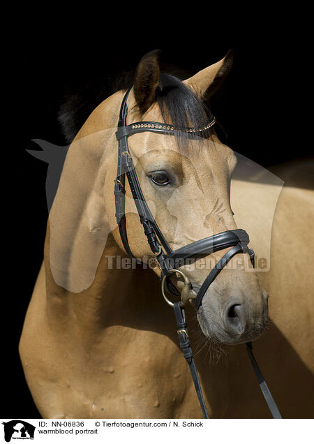 Warmblut Portrait / warmblood portrait / NN-06836