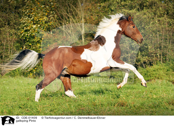 galoppierender Pinto / galloping Pinto / CDE-01409