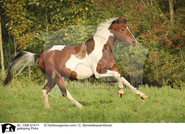 galloping Pinto / CDE-01411