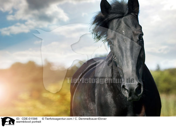 Warmblut Portrait / warmblood portrait / CDE-01586