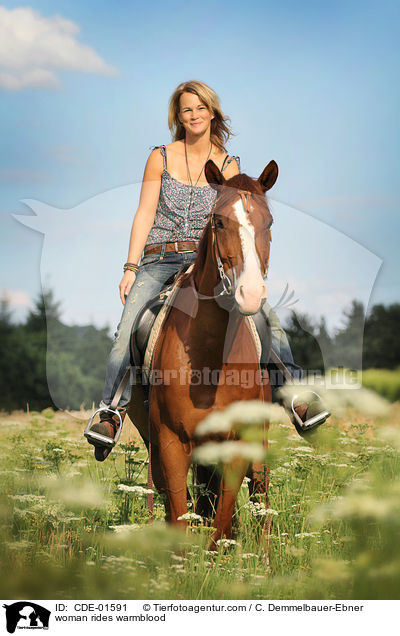 Frau reitet Warmblut / woman rides warmblood / CDE-01591