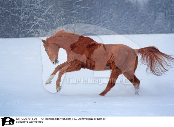 galoppierendes Warmblut / galloping warmblood / CDE-01626