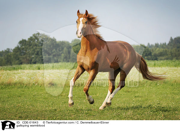 galloping warmblood / CDE-01643