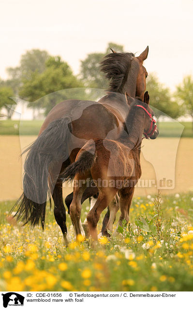 Warmblut Stute mit Fohlen / warmblood mare with foal / CDE-01656