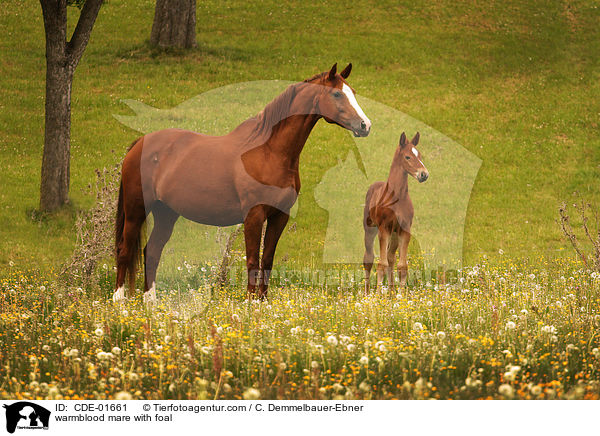 Warmblut Stute mit Fohlen / warmblood mare with foal / CDE-01661