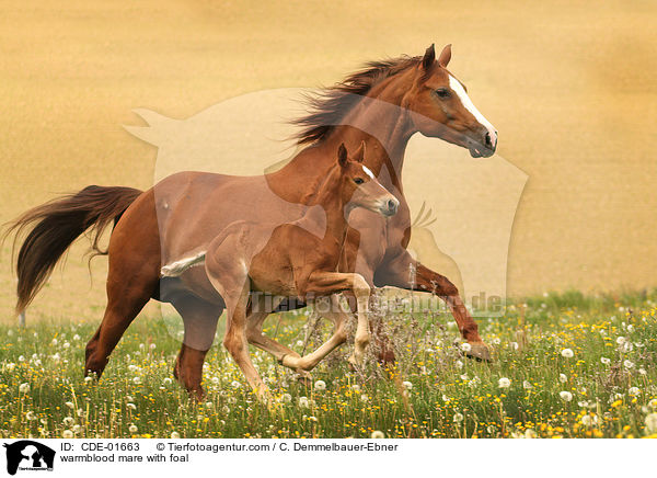 Warmblut Stute mit Fohlen / warmblood mare with foal / CDE-01663