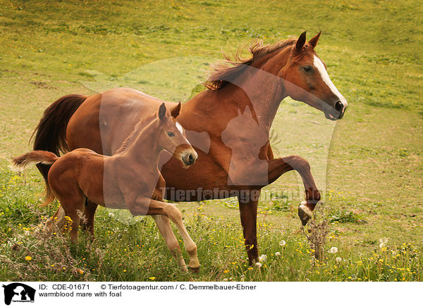 Warmblut Stute mit Fohlen / warmblood mare with foal / CDE-01671