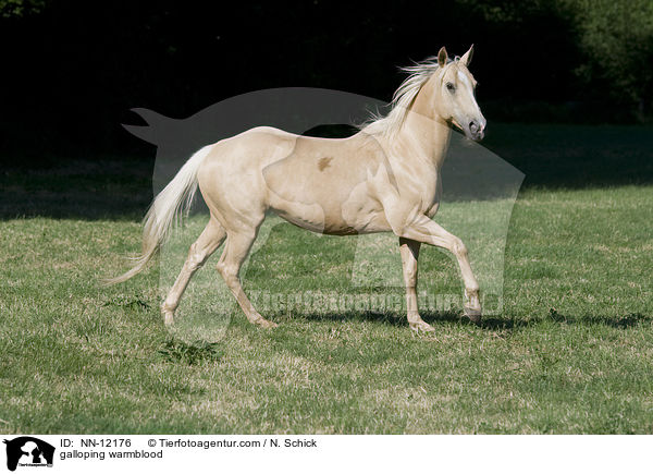 galloping warmblood / NN-12176