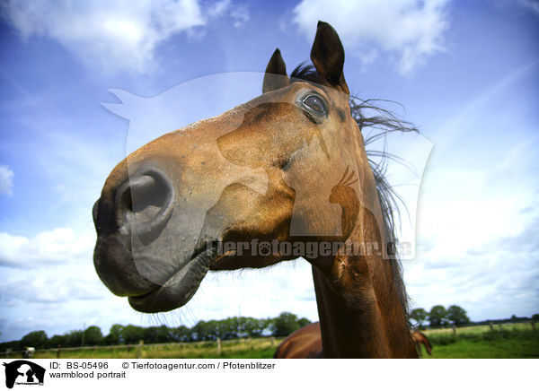 Warmblut Portrait / warmblood portrait / BS-05496