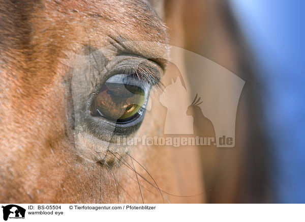 Warmblut Auge / warmblood eye / BS-05504