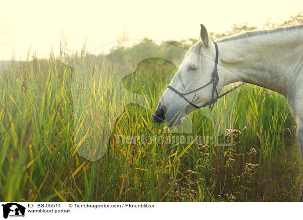 Warmblut Portrait / warmblood portrait / BS-05514